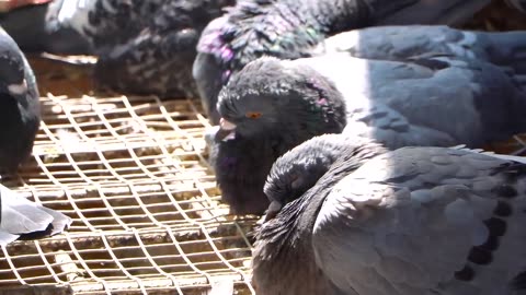 A Day in the Life of Young Racing Pigeons