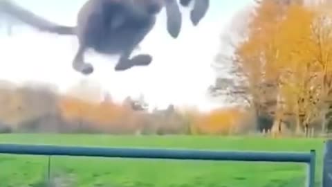 FUNNY ANIMALS VIDEOS TRY NOT TO LAUGH