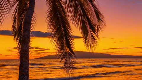 Coconut trees by the sea