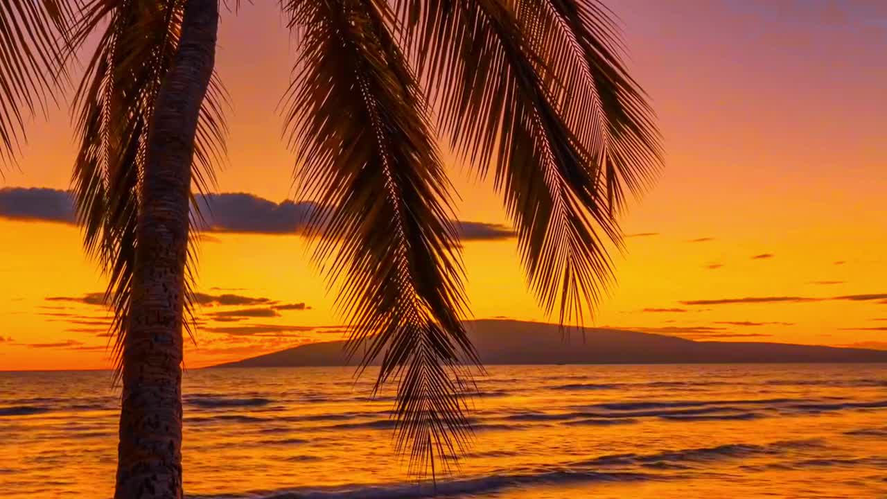 Coconut trees by the sea
