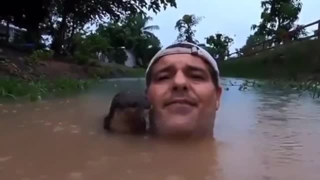 Adorable otter swims with man