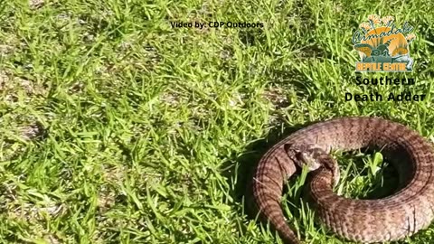 Southern Death Adder Armadale Reptile Centre