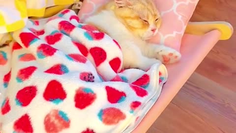 Exclusive bed🥰#foryou #cat #catlover #funny #cute #haha #nourisheveryyou #sweet #fypシ