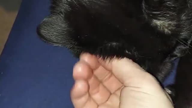 Uh-Oh, that's an angry kitty! 😆🐈⬛😠