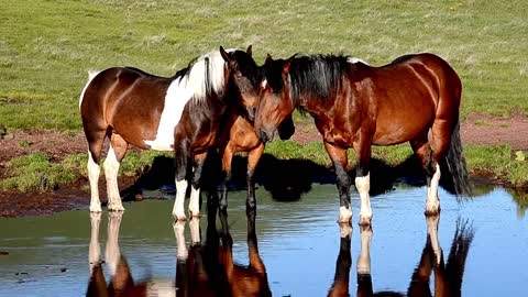 8 MINUTES of BEAUTIFUL PAINT HORSES