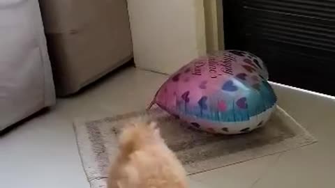 Cutepuppy