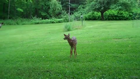 Cute Baby Deer Fawn Encounter