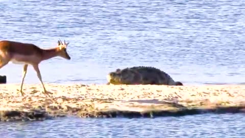 When Animals Messed With The Wrong Opponent !