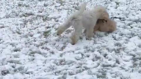 Dog training