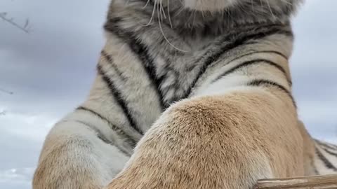 Cute Big Cat Tiger