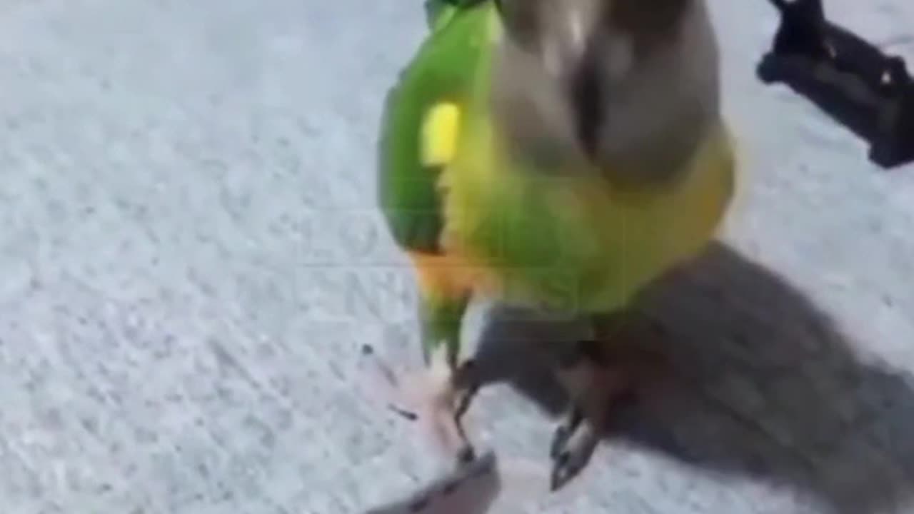 Parrot funny acting and talking