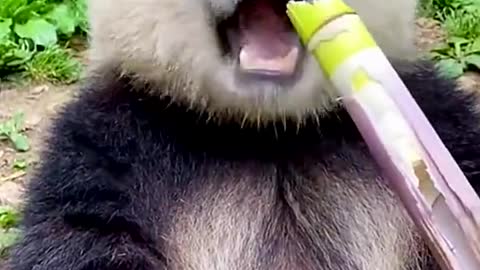 kunfu panda