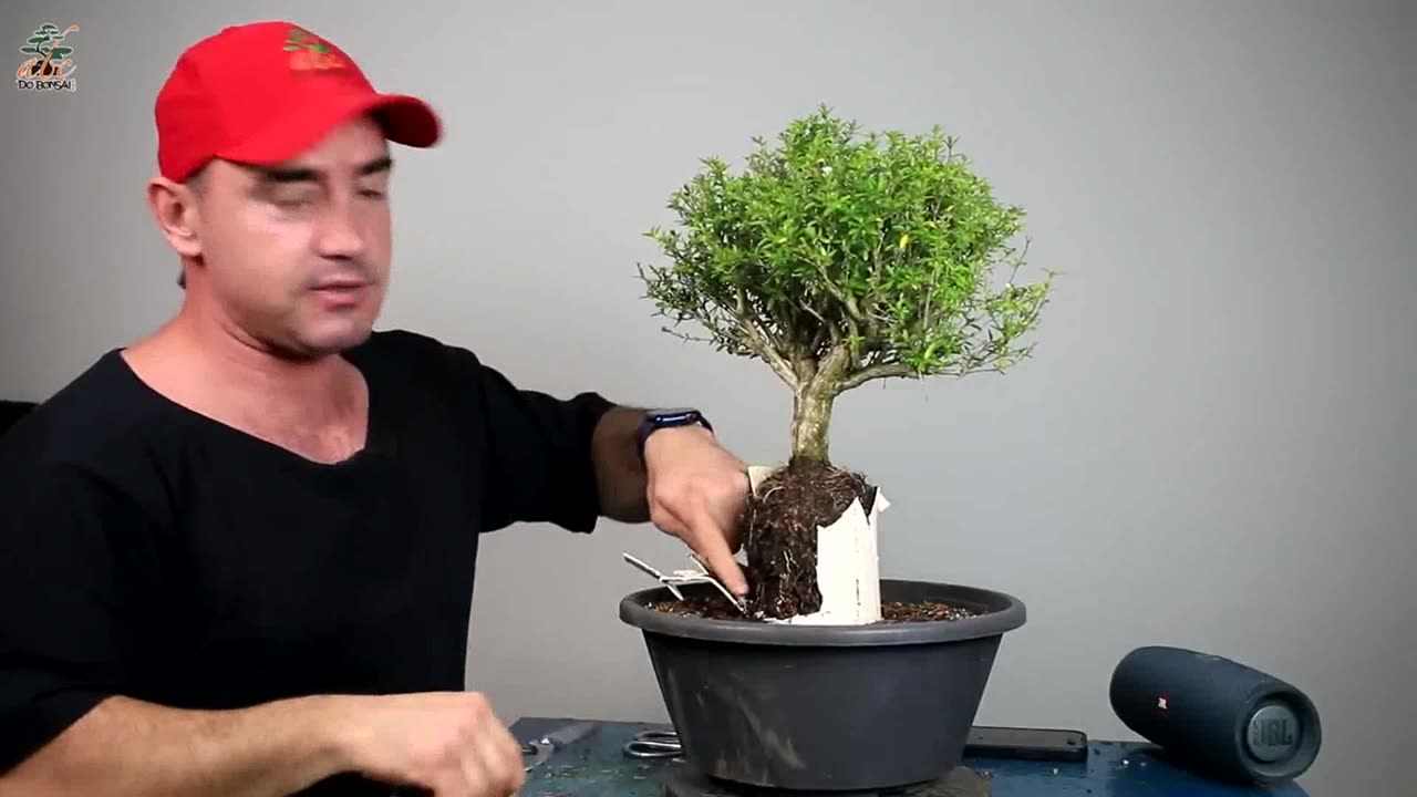 BONSAI RAÍZES EXPOSTAS PARTE 2 - O DIA QUE EU XINGUEI DEUS COM TODAS MINHAS FORÇAS