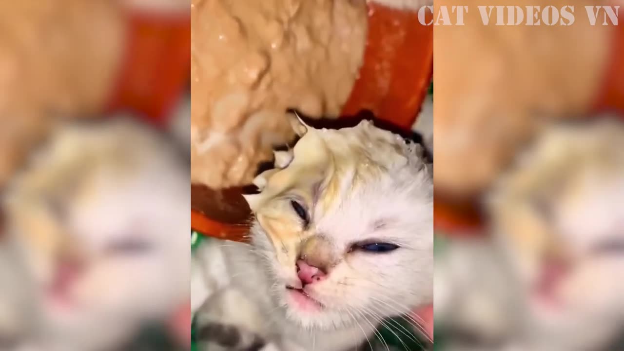 Funniest animal video of 2023