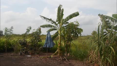 MV บาลาชูบาชู - ทับทิม & ใบเฟิร์น