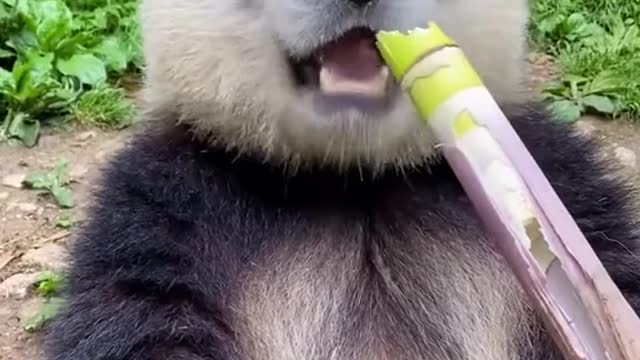 Oh to be a happy panda eating bamboo