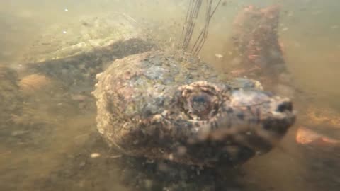 Snapping Turtle