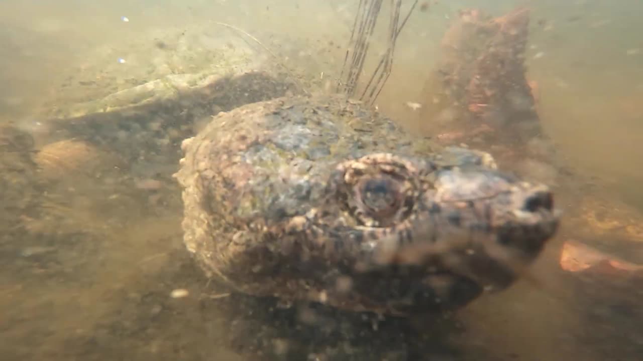 Snapping Turtle