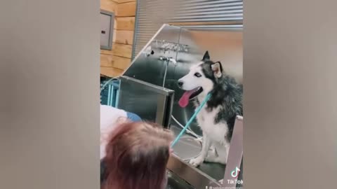Funny animal clip