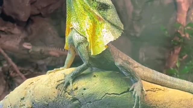 Frilled lizard