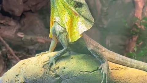 Frilled lizard