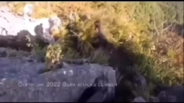 Bear attack a cyclist