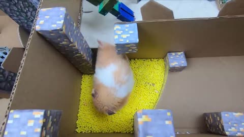 Hamster Escapes The Awesome Minecraft Maze With Underwater Obstacle Course6