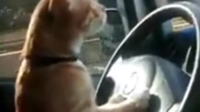CAT DRIVER PRO