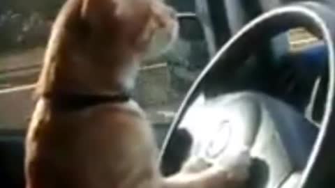 CAT DRIVER PRO