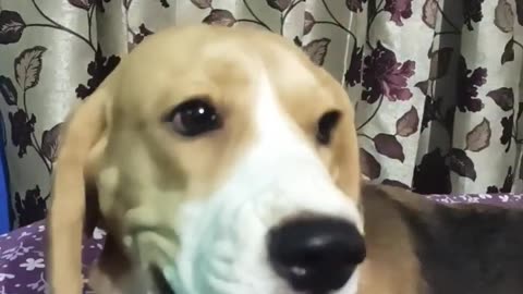 My Cute Little Beagle