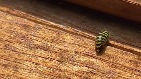 An Alternative to Killing Wasps