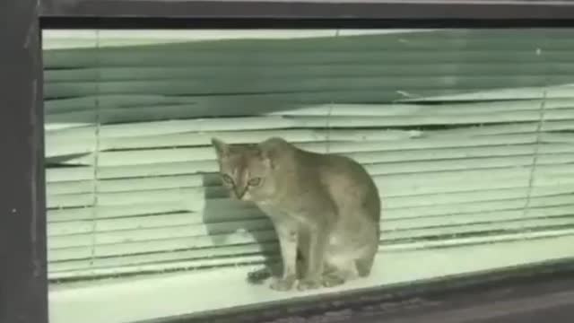 Cat 🐱🐈 funny video viral