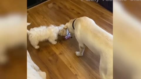 Funny Animal Videos 2022 Funniest Cats And Dogs Videos
