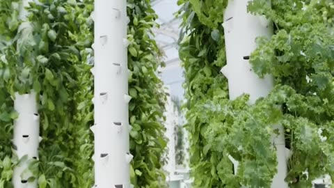 How Vertical Farming is REVOLUTIONIZING Food Production!
