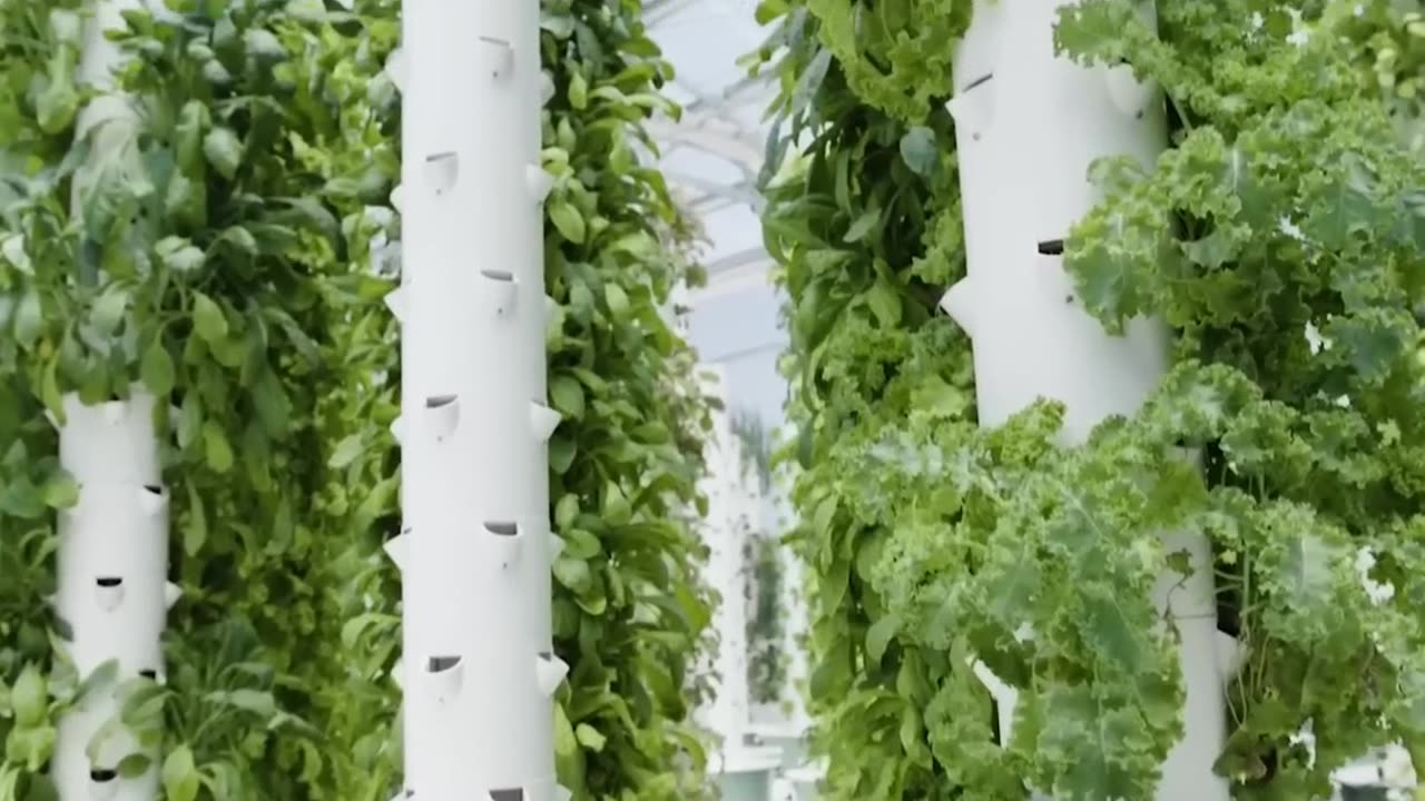 How Vertical Farming is REVOLUTIONIZING Food Production!