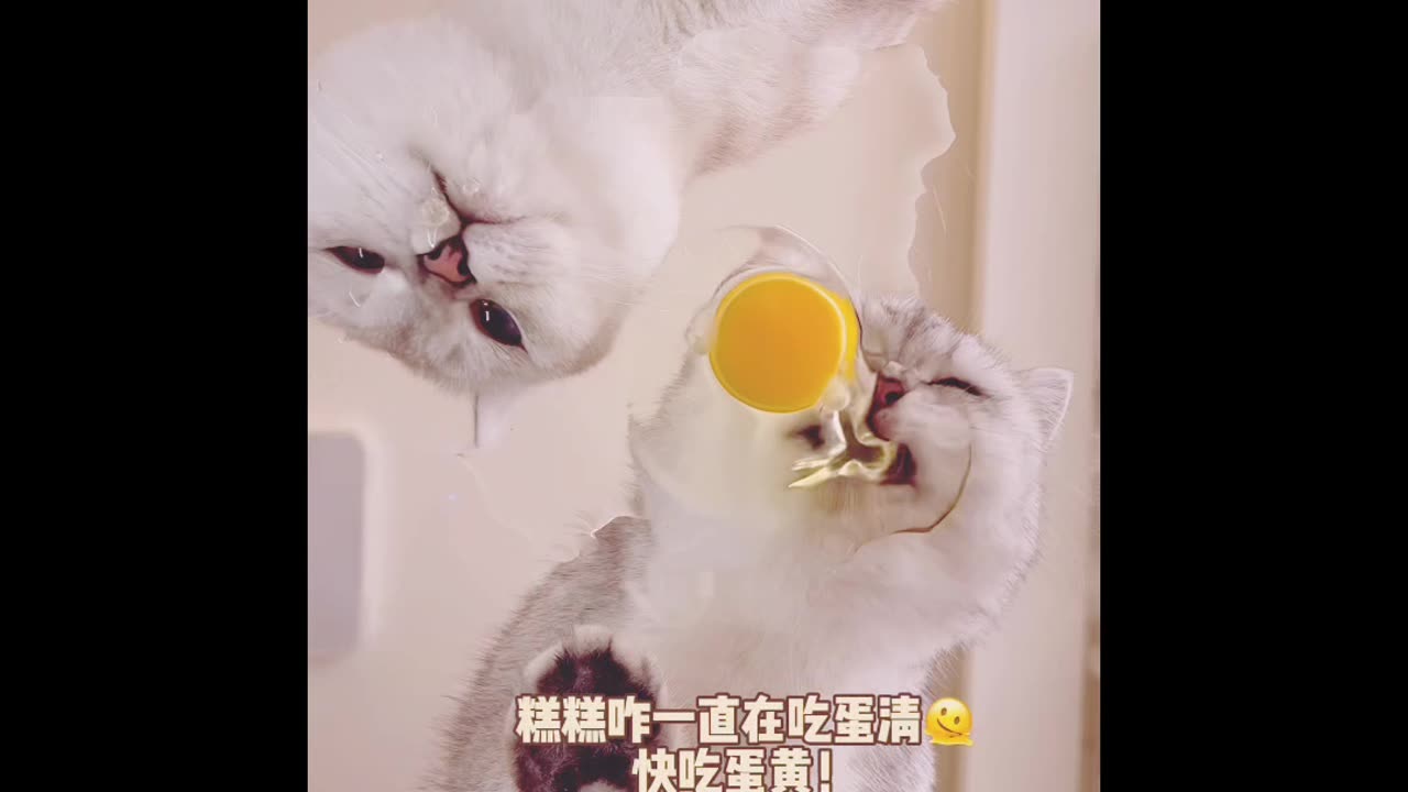 Funny Cats want try eat hahahahaa