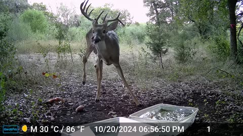 Hop-along Eats a Carrot