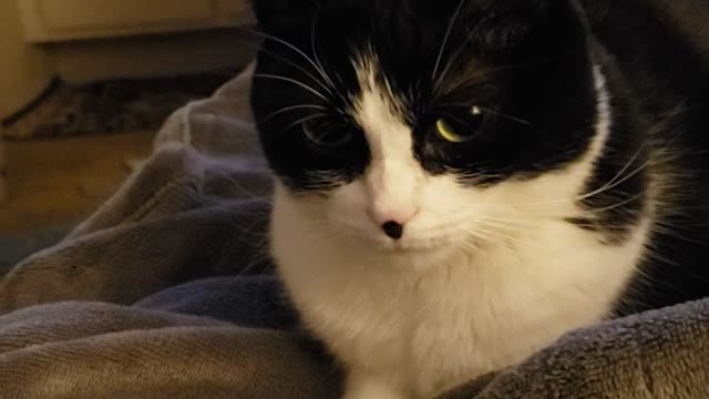 Cute cat loafing and unsure about the wind 🍃