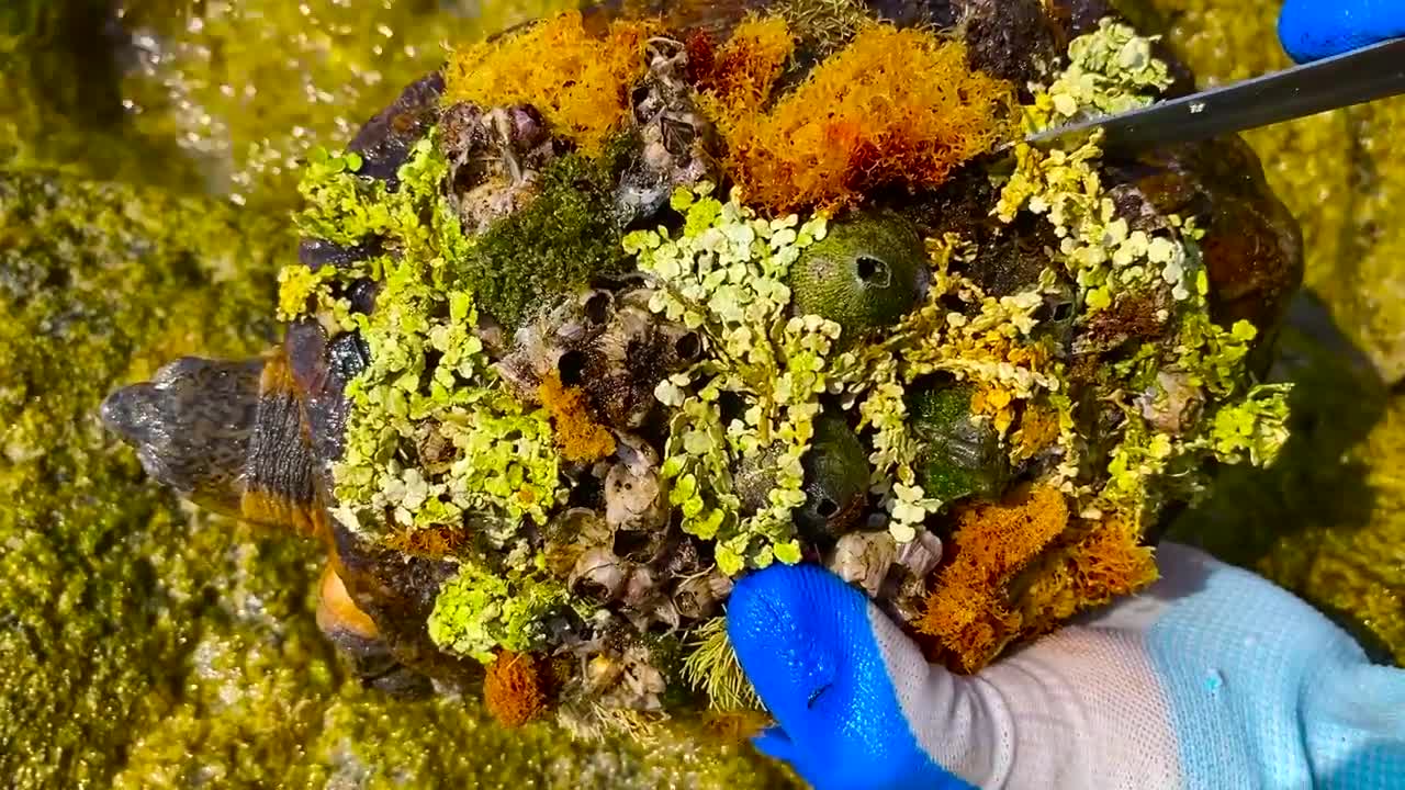 Cute sea turtle desperate searching for help becoz can't remove the parasite barnacles by herself