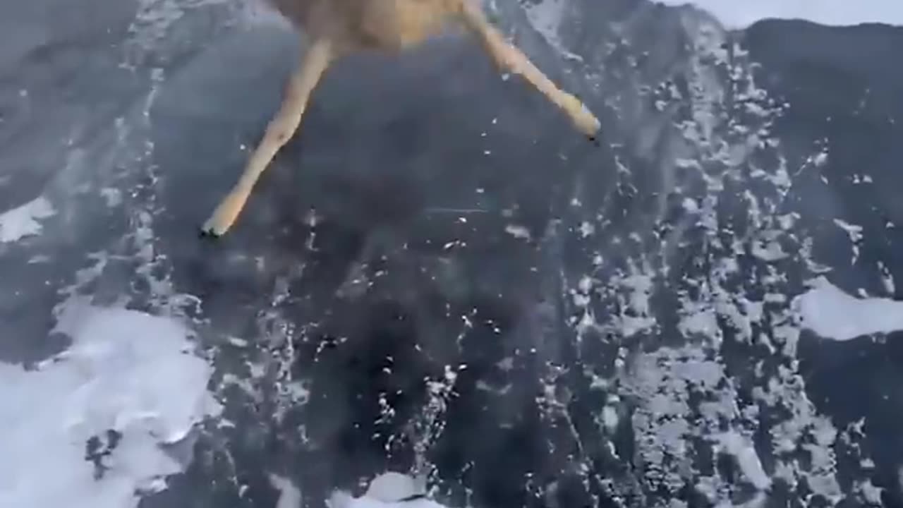 The Deer Found Itself In Icy Trap Until Random People Came To The Rescue 🥹💔
