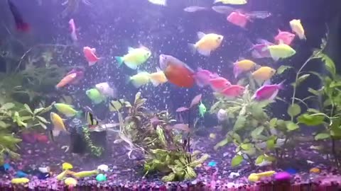 Planted Aquarium Fishes