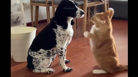 Animal funny in video .. The best of 2022