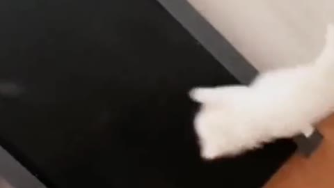 A cat has nine lives but one heart