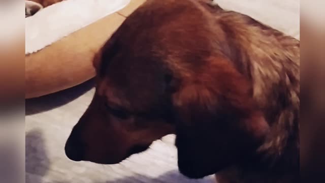 Hazel looking sad because Ginger the cat took her bed