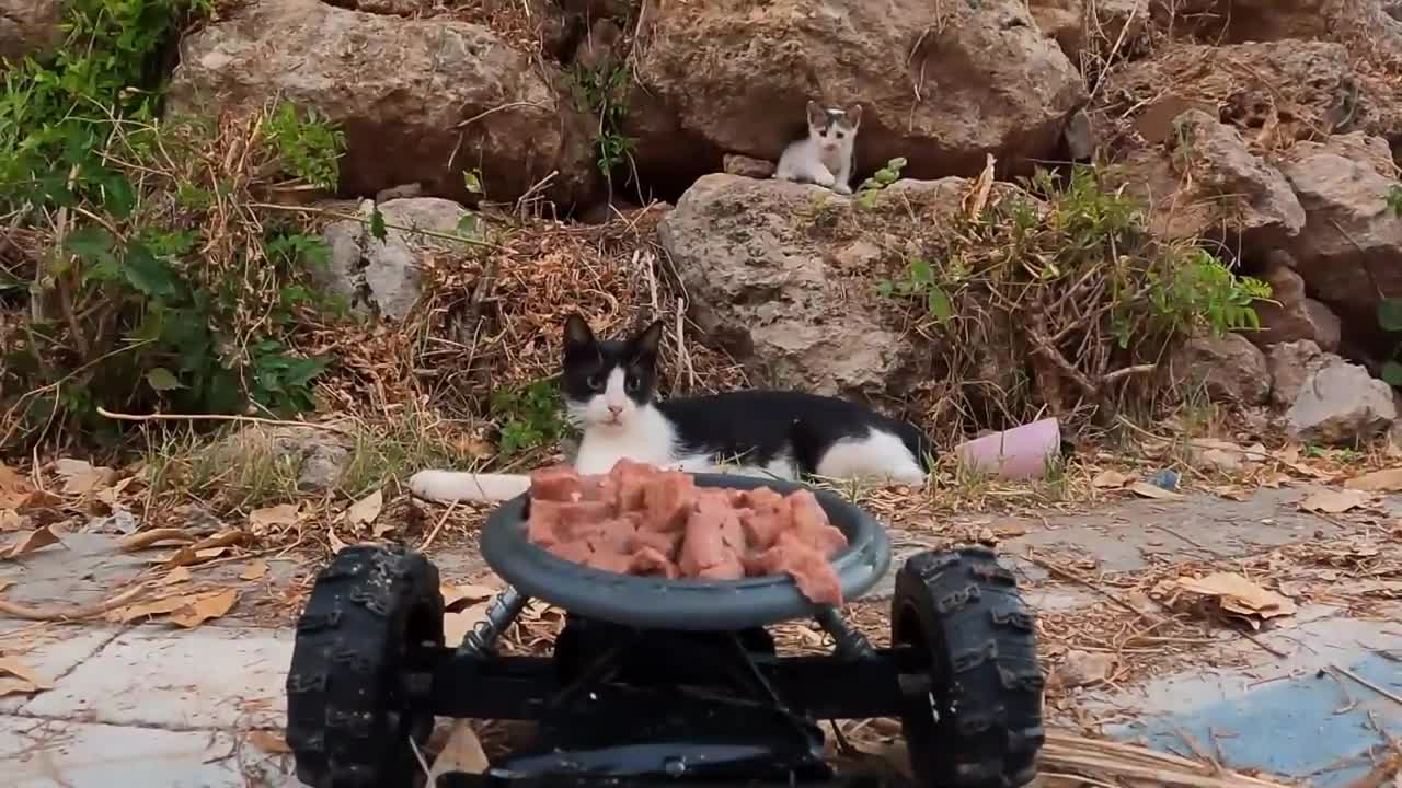 Homeless cat family reacts to canned cat food!