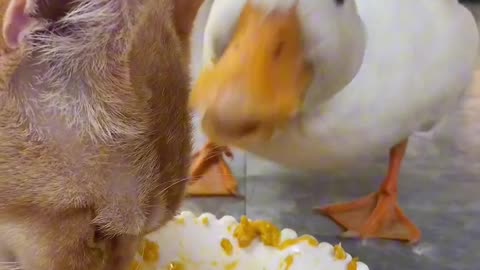 Duck eats very arrogantly