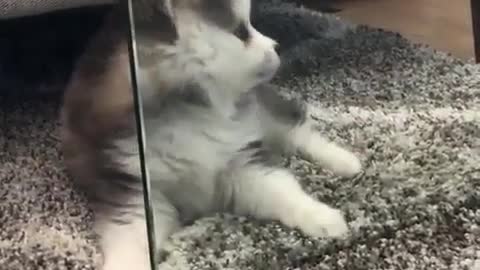 funny & cute animals