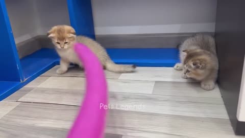 Funny video