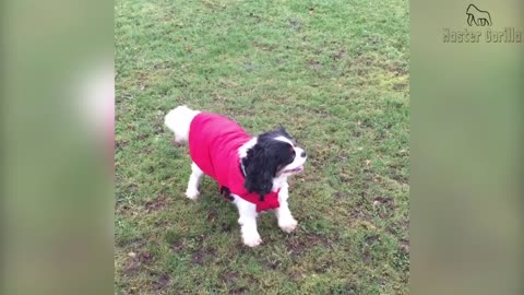 Lovely Knight King Charles Spaniel dog bark and How - Ruby Knight How bark