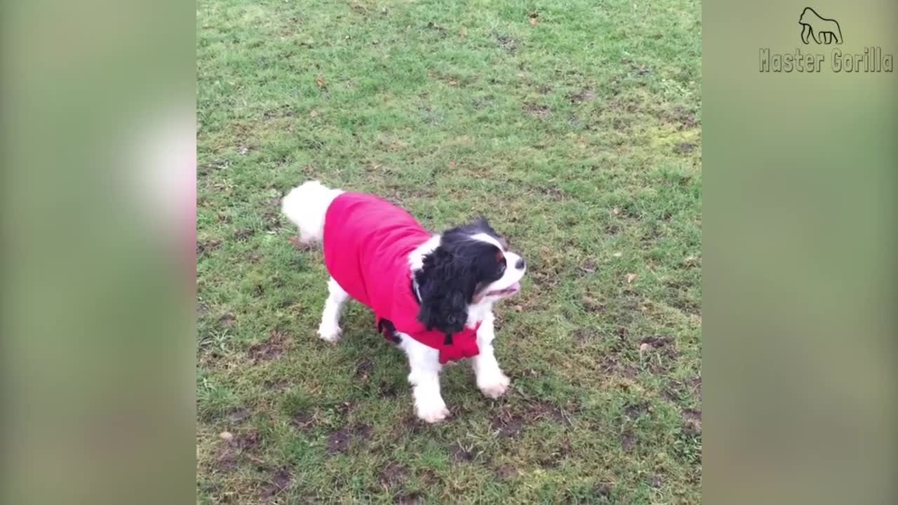 Lovely Knight King Charles Spaniel dog bark and How - Ruby Knight How bark